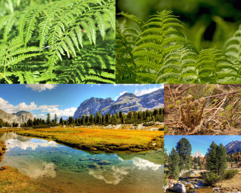 绿色树木叶子植物摄影高清图片