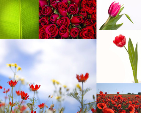 玫瑰花朵摄影高清图片