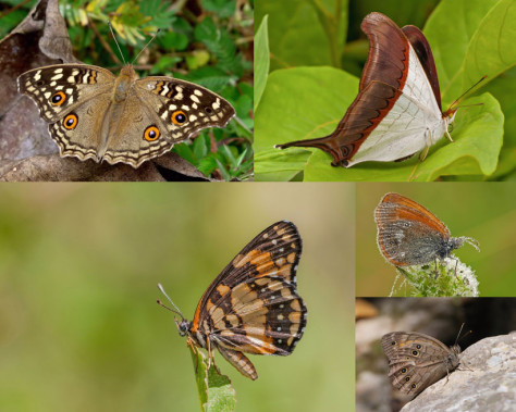 美丽蝴蝶与绿叶摄影高清图片