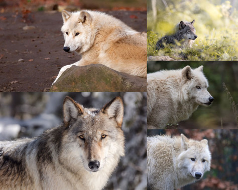 凶猛的狼动物写真拍摄高清图片
