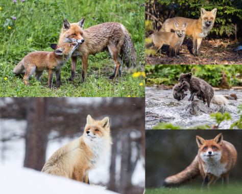 聪明的狐狸动物写真拍摄高清图片