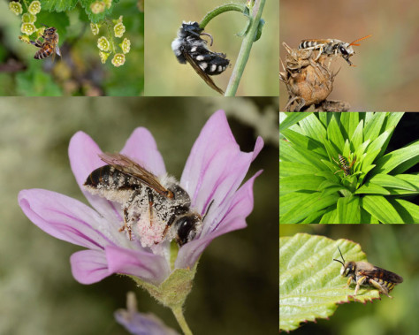 花朵花粉采蜜蜜蜂摄影高清图片