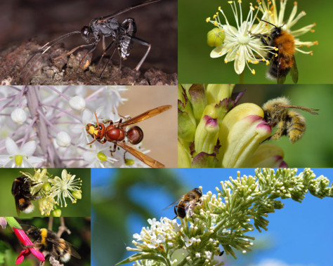 采蜜中的蜜蜂摄影高清图片
