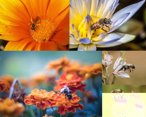春天花朵小蜜蜂采蜜摄影高清图片