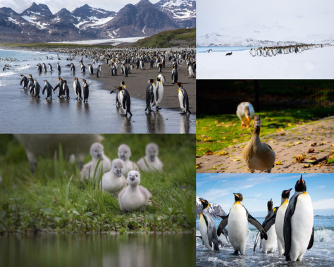 企鹅与小鸭子动物摄影高清图片
