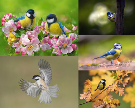 漂亮的山雀鸟类写真拍摄高清图片