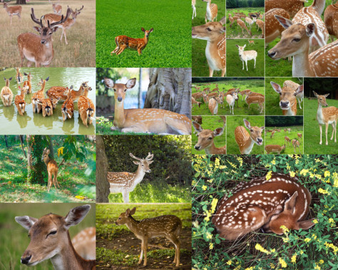 梅花鹿动物摄影高清图片