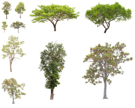 植物树木摄影高清图片
