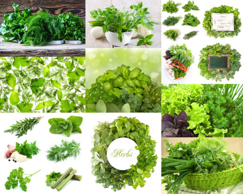 蔬菜与叶子摄影高清图片