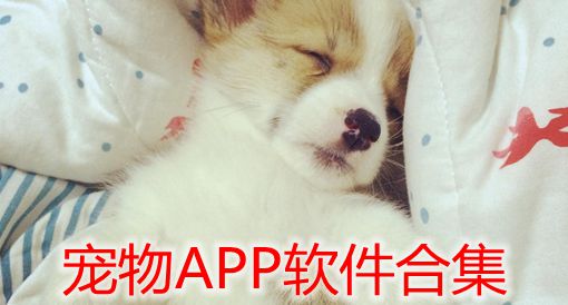 宠物APP软件合集