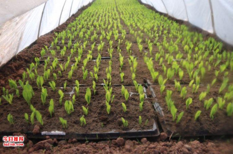 重庆营养土腐殖土有机肥育苗基质价格