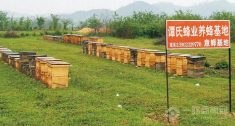谭氏蜂蜜蜜蜂养殖