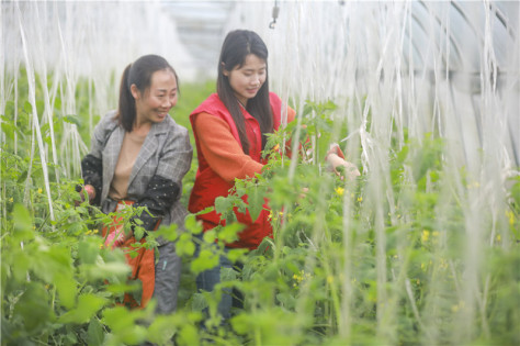 2024年6月11日，志愿者在贵州省黔西市雨朵镇大棚内指导农户整理圣女果上架吊绳。 (2).JPG