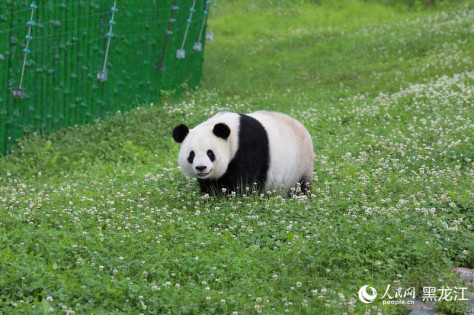 挂葫芦、吃粽子 在亚布力看大熊猫“粽”享端午