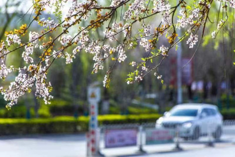 万花一笑尽倾城