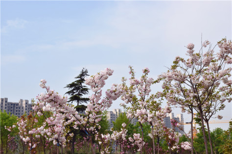 葛天源樱花怒放