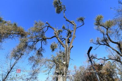 江苏大阳山国家森林公园