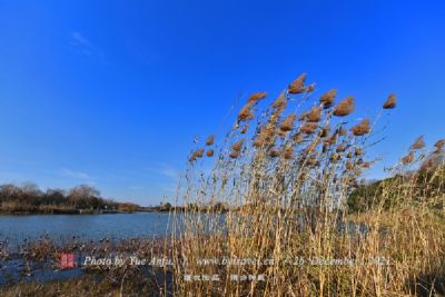 吉林大安嫩江湾国家湿地公园