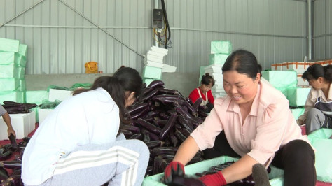 蔬菜分拣中心为周边村民提供了就业机会。