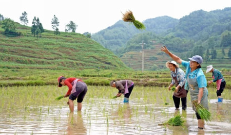 纳雍县张家湾镇“旱改水”订单水稻种植忙