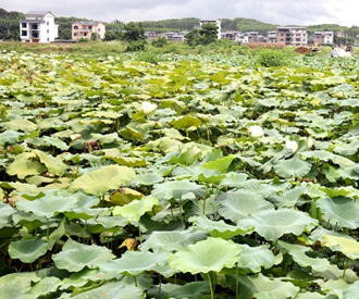 平桂区万亩莲藕丰收