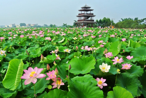 美丽藕乡 芳香四溢。