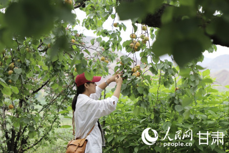 游客正在唐汪镇杏子采摘基地游玩。人民网记者 高翔摄