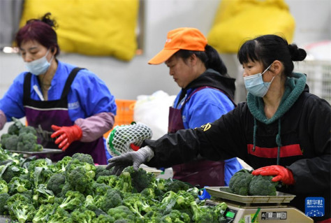 Mitarbeiterin wiegen die Broccoli und packen sie danach ein, um sie an Märkte und in Supermärkte zu liefern. (Foto vom 15. Mai, Wie Peiquan/Xinhua)