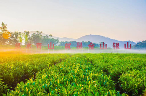 凤凰镇福北村大埔茶园