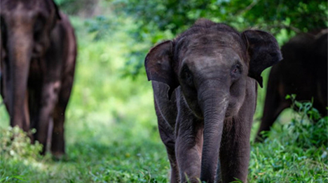 Des défenseurs de l'environnement kényans dévoilent une œuvre d'art destinée à promouvoir la conservation des éléphants