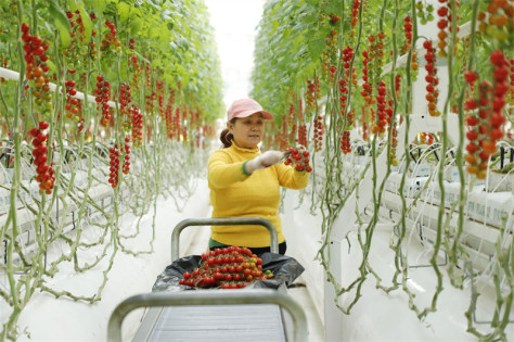 Une ouvrière agricole récolte des tomates cerises dans une serre intelligente de la zone d