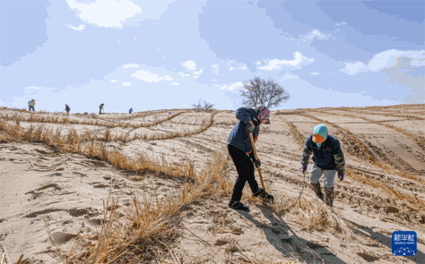 Dans la zone du projet de prévention et de contrôle du sable de la ligne Qibai, dans la bannière de Wengniute, à Chifeng, dans la région autonome de Mongolie intérieure (nord de la Chine), les dunes de sable sont progressivement consolidées grâce à l'ouverture de la route des sables. (Lian Zhen / Xinhua)