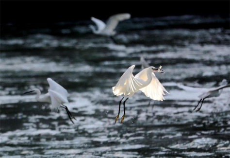 Des aigrettes blanches volent au bord du lac Qinhu, à Xiamen, dans la province du Fujian (sud-est de la Chine). (Photo / Huang Shaoyi)