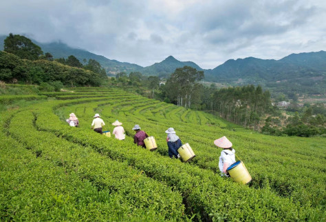 工人在茶园中采茶。