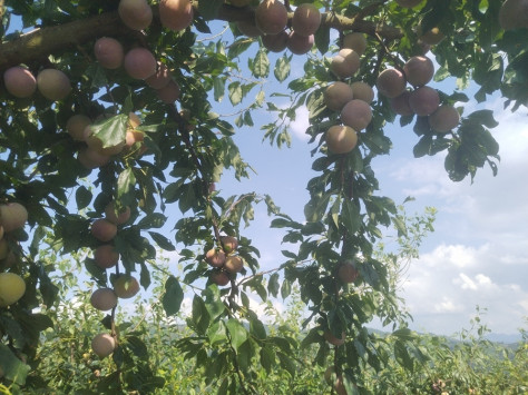 鲜红的李子挂满枝头。