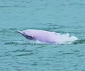 “罕见！中华白海豚在厦门海域“秀空翻””