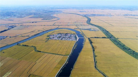 N China’s coastal county transforms saline-alkali land into symbiotic grain-seafood farms