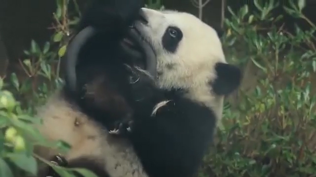 Panda cub shows off gymnastic prowess