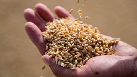 Chinese researchers find new gene enhancing wheat yields in saline soils