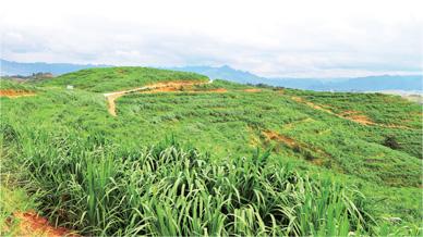 County in SW China's Guizhou addresses rock desertification, develops green industries