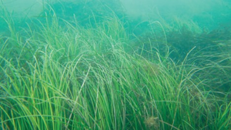 Chinese researchers vow to restore seagrass beds