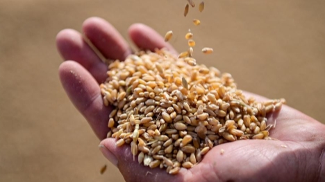 China attains bumper summer grain harvest in 2024