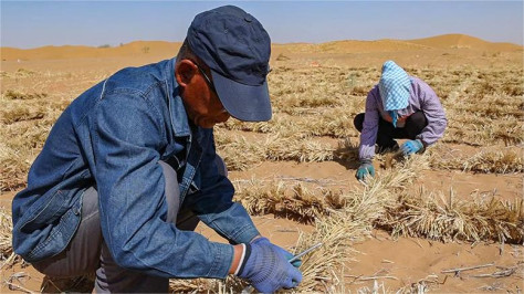 Innovative method, tool contribute to sand control in Shapotou, NW China's Ningxia