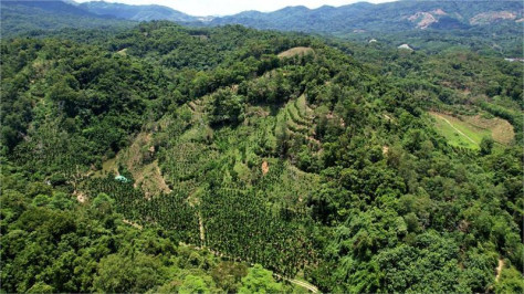 China's Hainan records new plant species