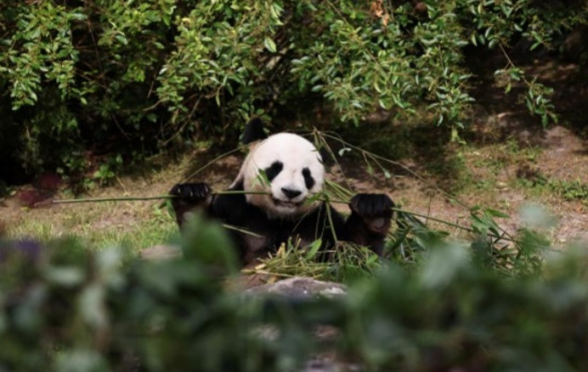 梦幻联动！旅法大熊猫与奥运火种共同见证中法友谊