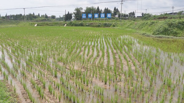 “村村旺”搭桥 水稻订单农业模式助农增收