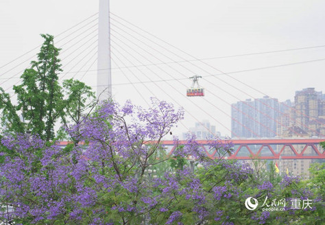 盛开的蓝花楹成为城市的靓丽风景。 人民网记者 冯文彦摄