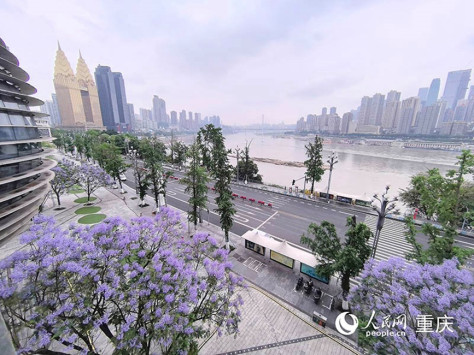 重庆南滨路的人行道上蓝花楹盛放。 人民网记者 冯文彦摄