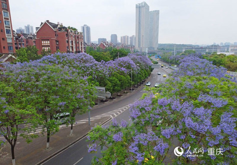 重庆两江新区庐山大道两旁种植了近600株蓝花楹。 人民网记者 刘祎摄