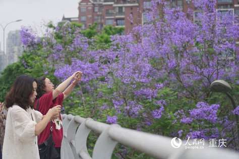 绽放的蓝花楹吸引了众多市民和游客前来打卡拍照。 人民网记者 冯文彦摄